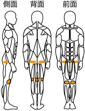 膝楽訓トレーニング部位