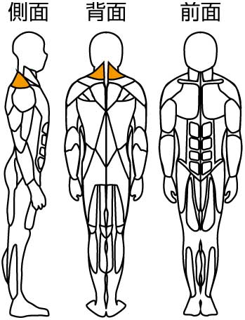顔上げ訓トレーニング部位