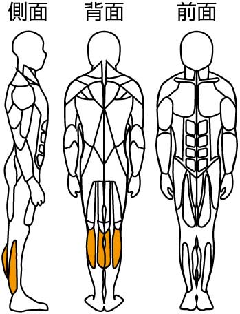 立ち屈み訓トレーニング部位