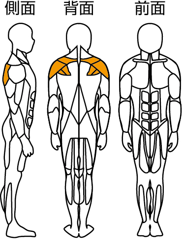肩楽訓トレーニング部位
