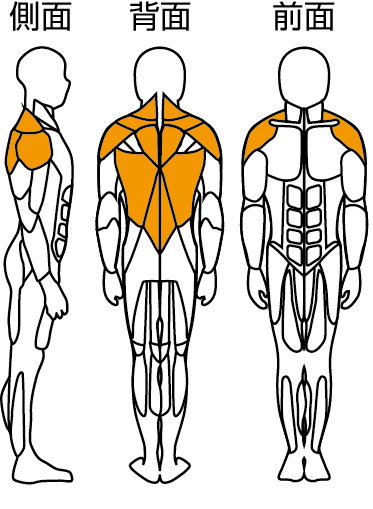 腰楽訓トレーニング部位